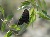 Red-Spotted Purple (Limenitis arthemis arizonensis)