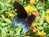 Pipevine Swallowtail (Battus philenor)