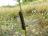 Common Buckeye (Junonia coenia) - larva