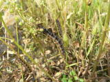 Common Buckeye (Junonia coenia) - larva