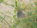 Leda Ministreak (Ministrymon leda)