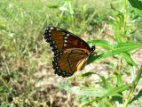 Viceroy (Limenitis archippus obsoleta)