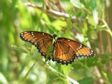 Viceroy (Limenitis archippus obsoleta)