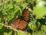 Viceroy (Limenitis archippus obsoleta)
