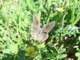 Gray Hairstreak (Strymon melinus franki)
