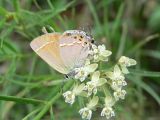 Siva Juniper Hairstreak (Callophryus gryneus siva)