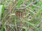 Arizona Checkerspot (Texola perse)