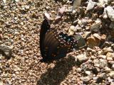 Red-Spotted Purple (Limenitis arthemis arizonensis)