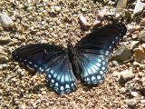 Red-Spotted Purple (Limenitis arthemis arizonensis)