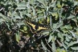 Desert Black Swallowtail (Papilio polyxenes coloro)