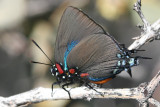 Great Blue Hairstreak (Atlides halesus corcorani) - male