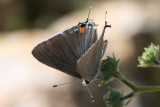 Gray Hairstreak (Strymon melinus franki)
