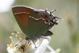 Siva Juniper Hairstreak (Callophryus gryneus siva)