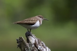 Common Sandpiper, Strandsnipe