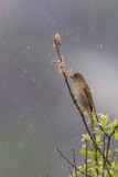 Common Rosefinch. Rosenfink