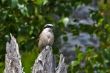 Red-backed shrike. Tornskate