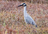 Yellow-crowned Night Heron
