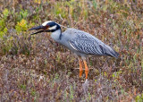 Yellow-crowned Night Heron