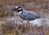 Yellow-crowned Night Heron