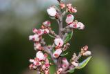 Lemonadeberry (Rhus integrifolia - showing fruits