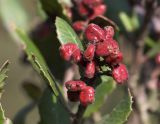 Lemonadeberry (Rhus integrifolia) mature fruits