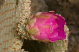 Beavertail Cactus (Opuntia basilaris)