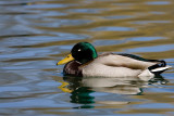 Mallard asleep _S9S0015.jpg