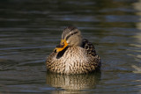 Mallard female _S9S0022.jpg