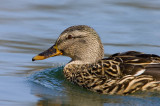 Mallard female _S9S0152.jpg