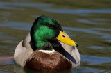 Mallard male _S9S0055.jpg