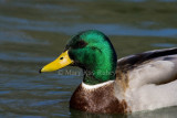 Mallard male _S9S0056.jpg