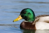 Mallard male _S9S0181.jpg
