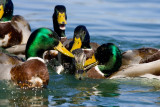 Mallard mating _S9S0089.jpg
