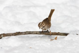 Song Sparrow _11R1917.jpg