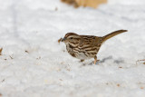 Song Sparrow _11R1927.jpg