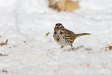 Song Sparrow _11R1929.jpg