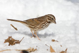 Song Sparrow _11R1931.jpg