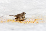 Song Sparrow _11R2182.jpg
