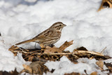 Song Sparrow _11R2306.jpg