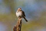 Song Sparrow _I9I5556.jpg
