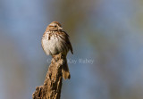 Song Sparrow _I9I5579.jpg