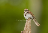 Song Sparrow _I9I9938.jpg