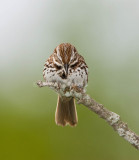 Song Sparrow _I9I9987.jpg