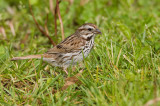 Song Sparrow _I9I9995.jpg