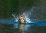 Mallard female bathing D4EC5451.jpg