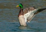 Mallard male D4EC5781.jpg