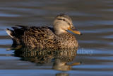 Mallard female _H9G3819.jpg