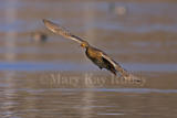 Mallard female flying _H9G3842.jpg