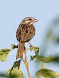 Song Sparrow _H9G4301.jpg