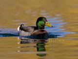 Mallard _H9G3884.jpg